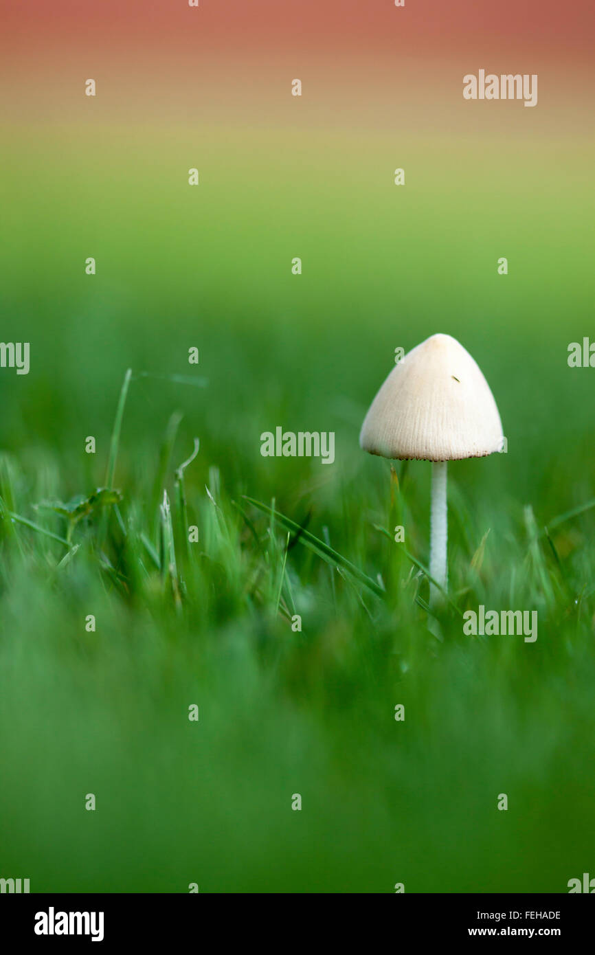 Grass mushroom hires stock photography and images Alamy