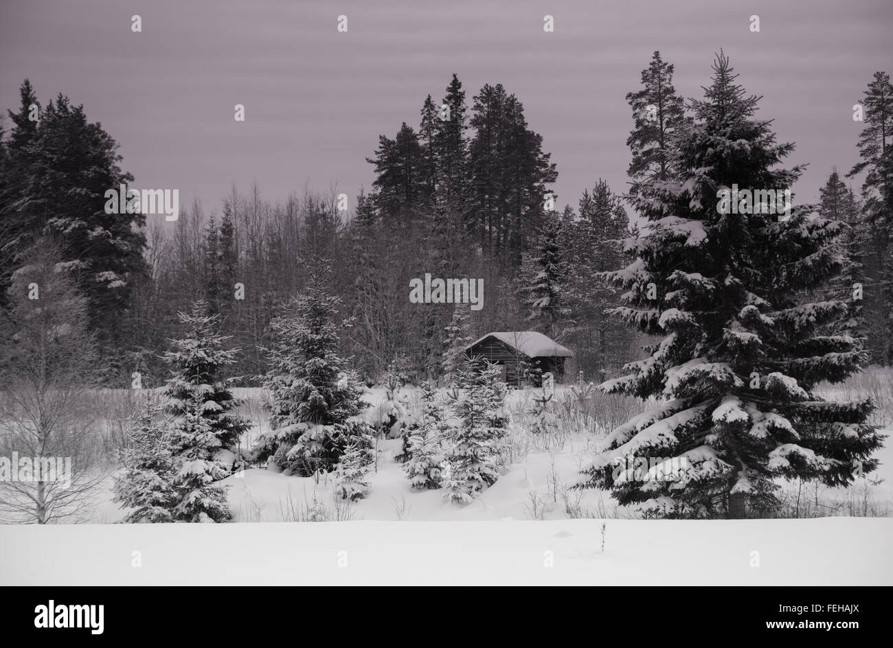 Black & white snow covered pine trees and shed Stock Photo