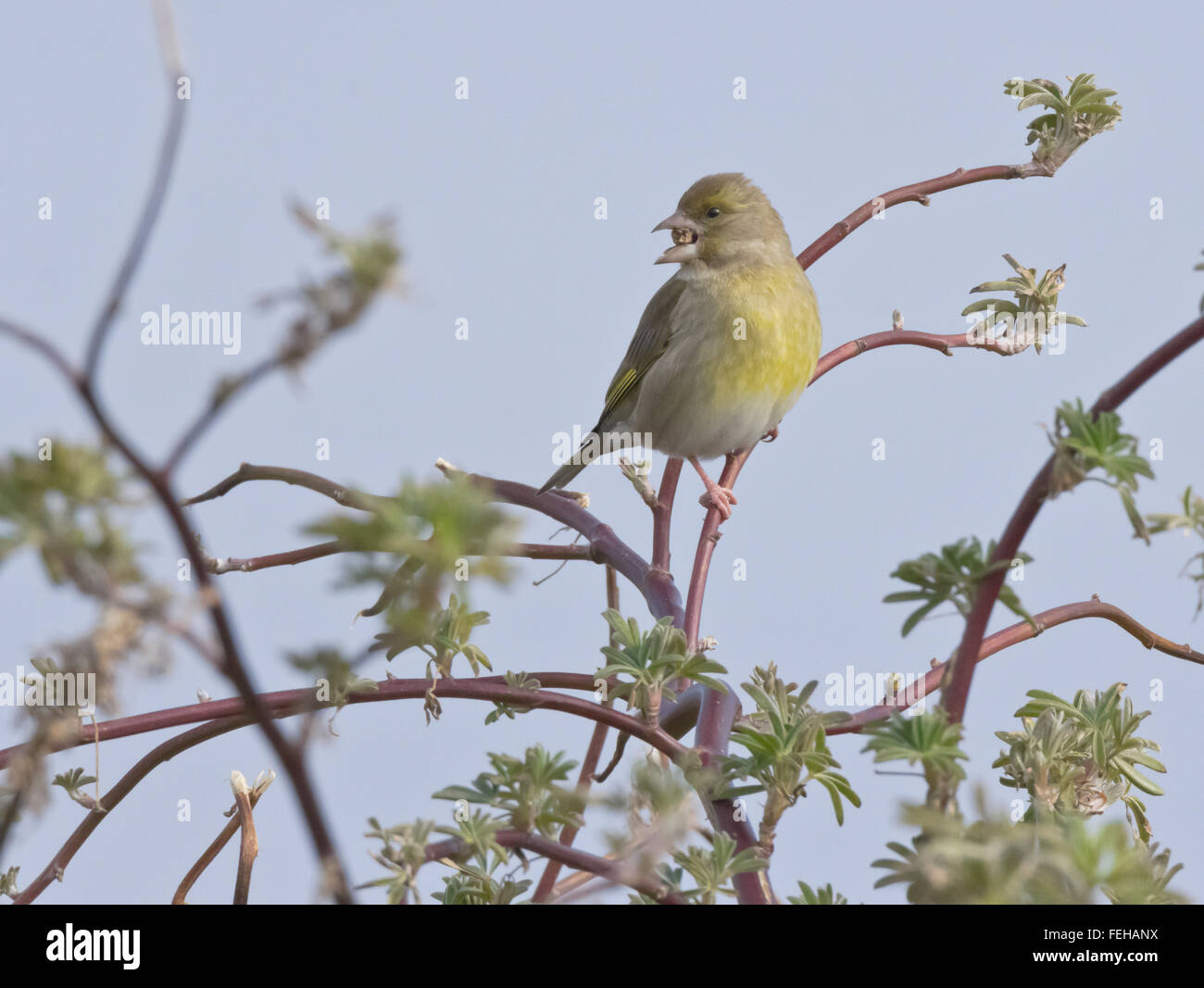 Greenfinch feeding in scrub at Gillfoot Bay, Southerness, Dumfries and Galloway, Scotland, UK Stock Photo