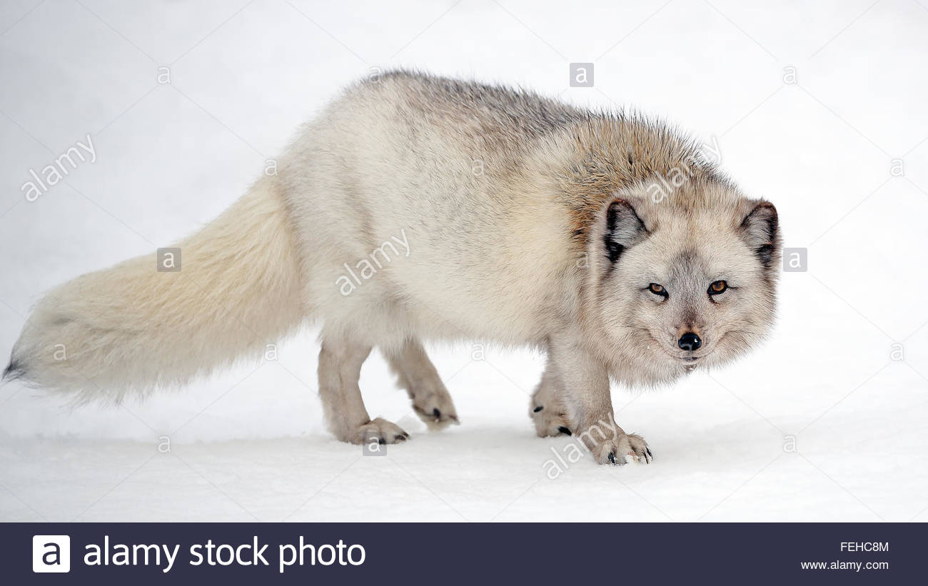 Arctic Fox Stock Photos And Arctic Fox Stock Images Alamy