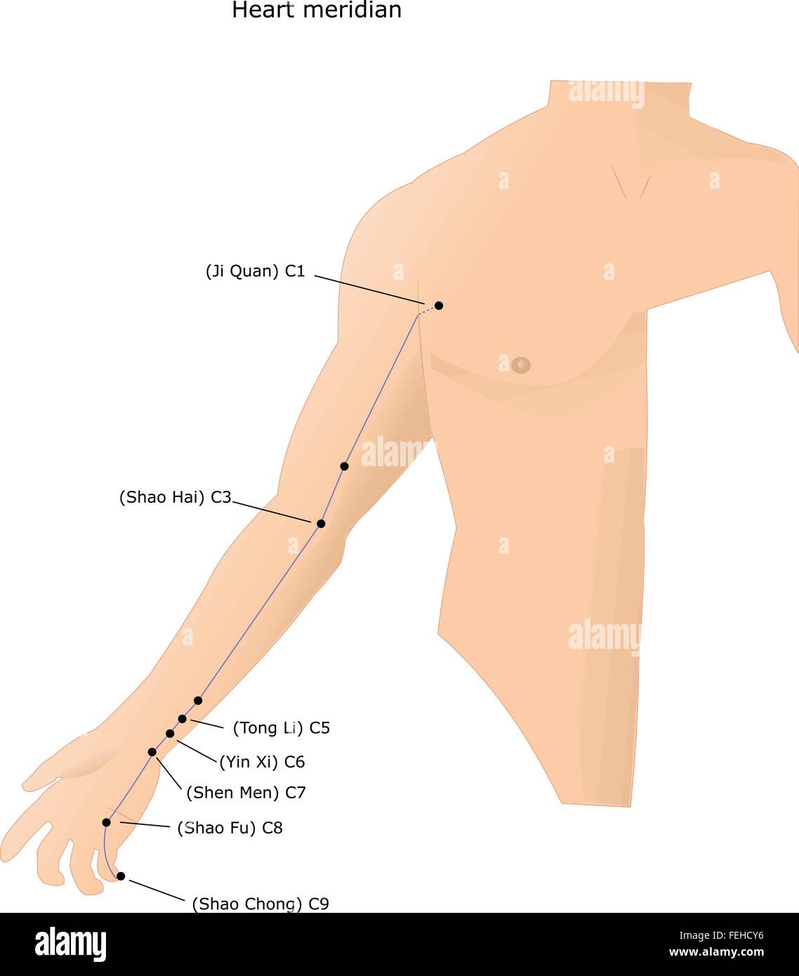 Acupuncture Meridians High Resolution Stock Photography and Images Alamy