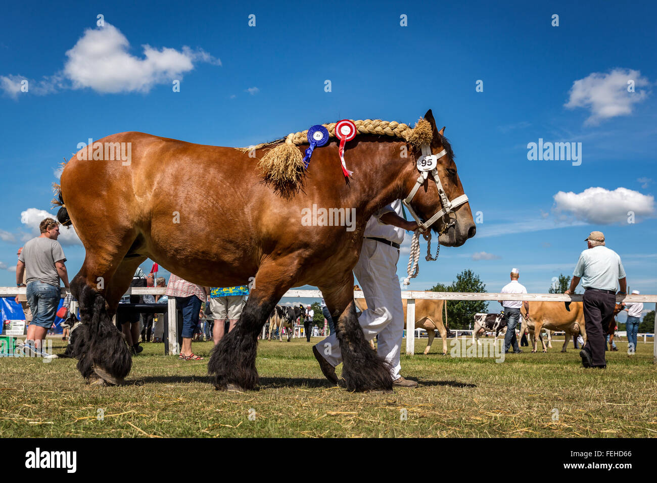 Showing of horses at Funen Agricultural show, Odense, Denmark Stock Photo