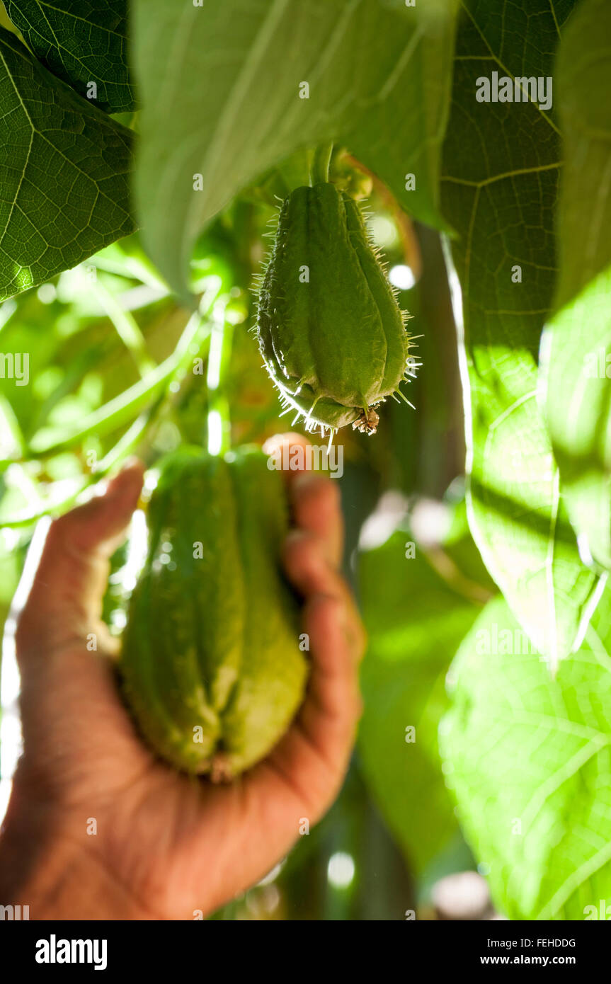 Christophine chayote plant and fruits Stock Photo
