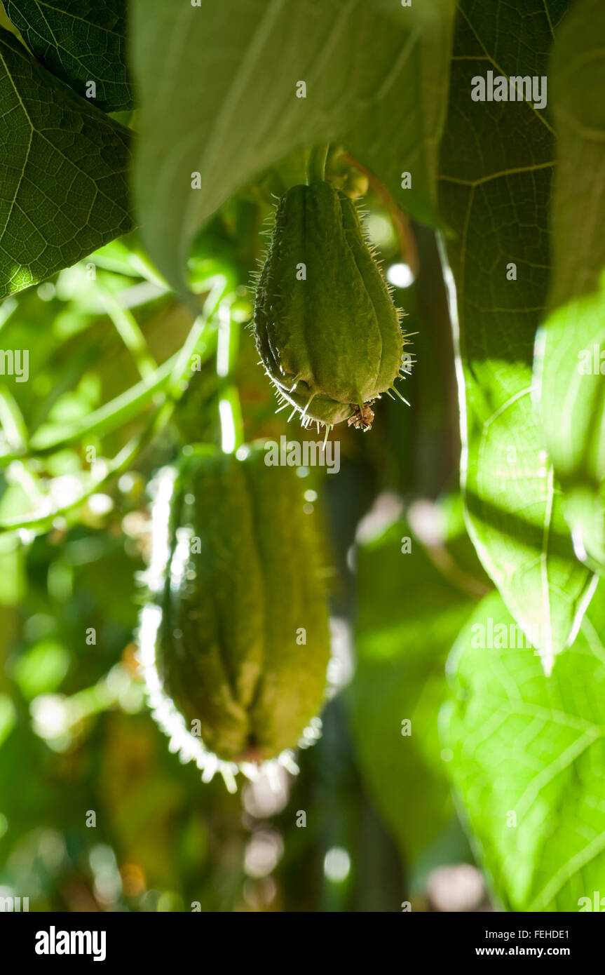 Christophine chayote plant and fruits Stock Photo