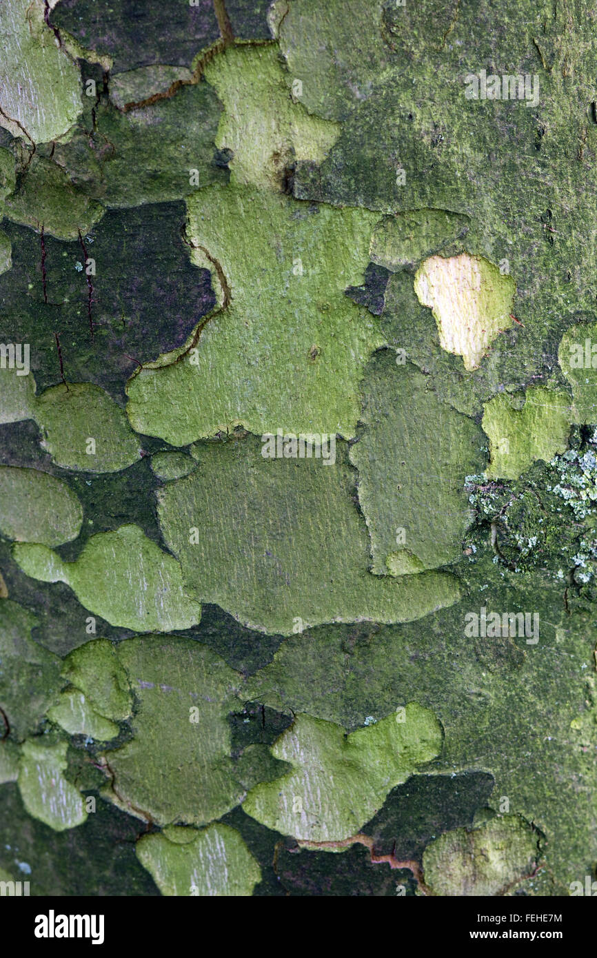 Sycamore Tree Deutsch / Buds and leaves emerging from a