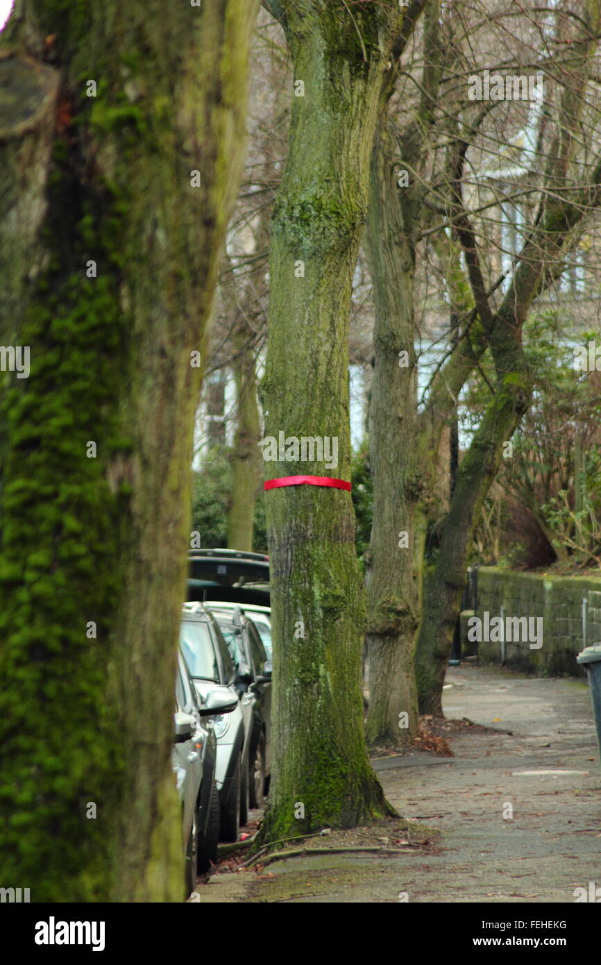 A tree on Rustlings Road in Sheffield is marked with a red ribbon to indicate that it has been earmarked for felling - February Stock Photo