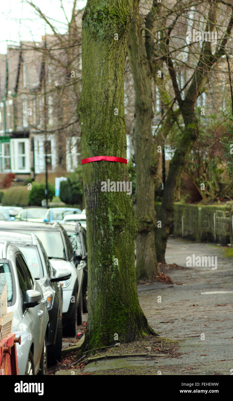 A tree on Rustlings Road in Sheffield is marked with a red ribbon to ...