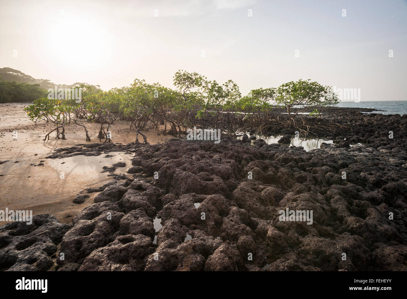 Mangroves growing on volcanic rock near the shore of the island Poilao in the Bijagos Islands of Guinea Bissau Stock Photo