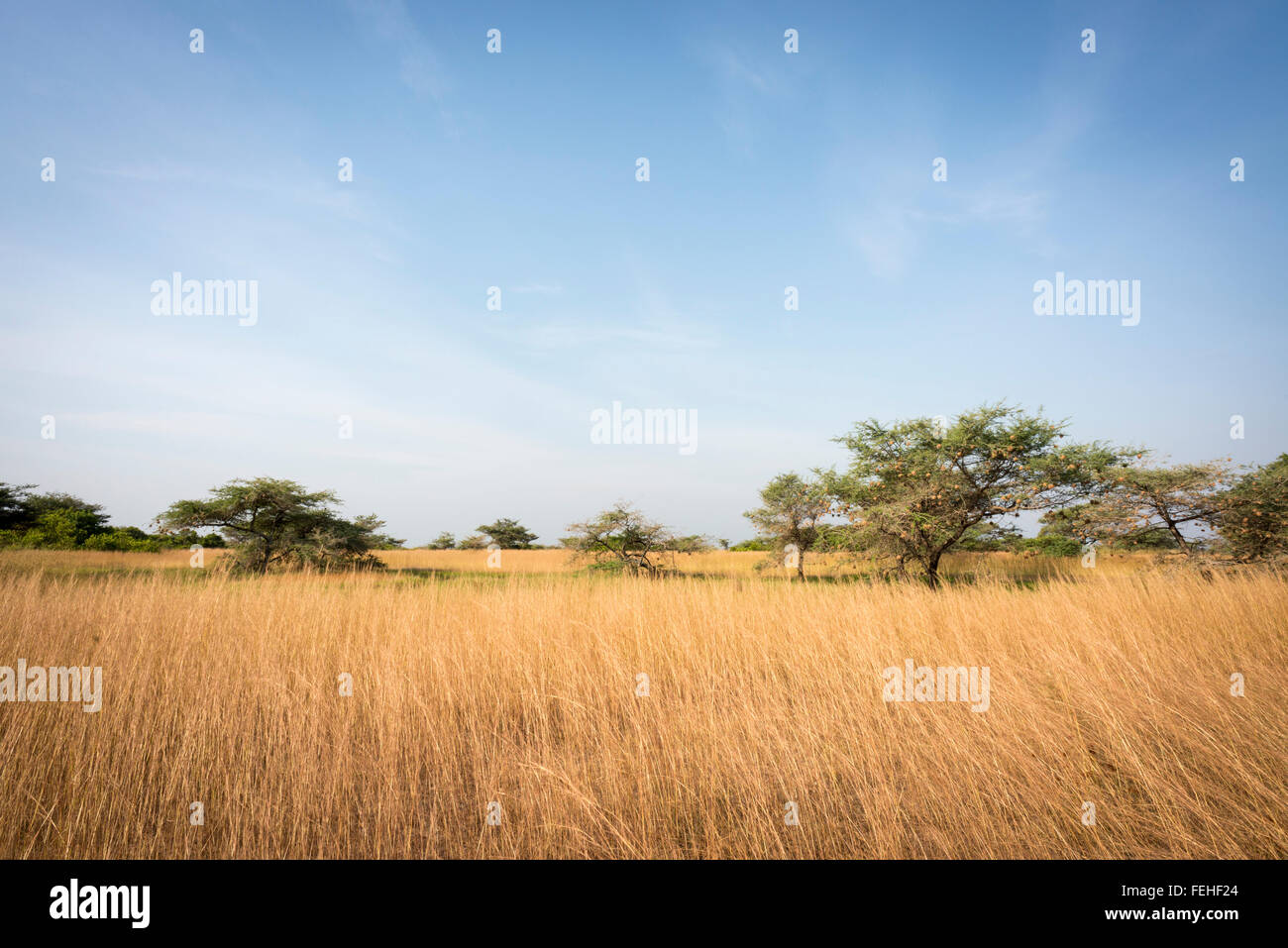 The savannah in Orango in the Bijagos Archipelago of Guinea Bissau Stock Photo