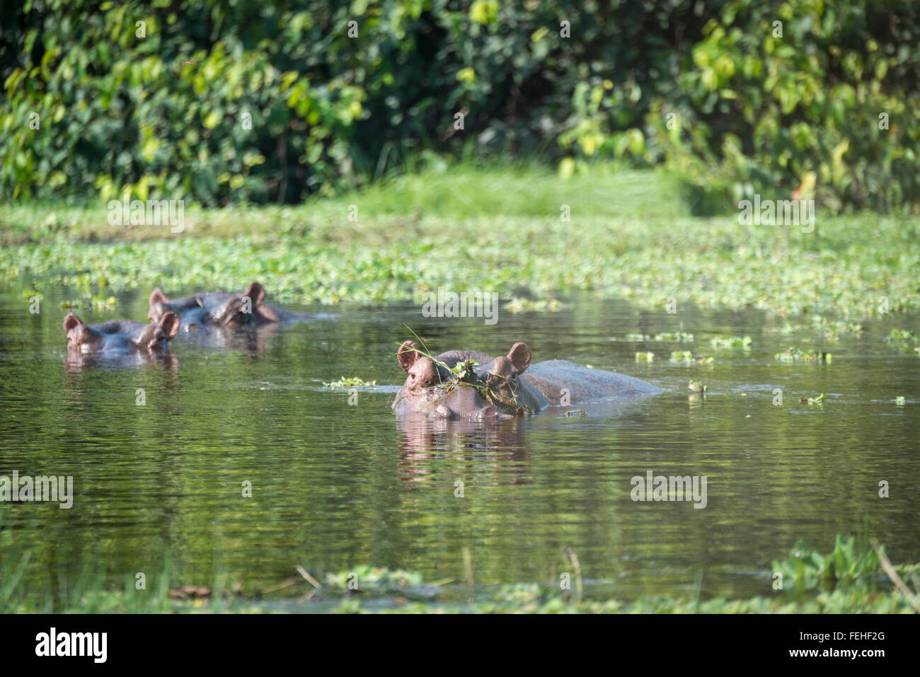 Rare saltwater hippos on the island of Orango in the Bijagos archipelago of Guinea Bissau Stock Photo