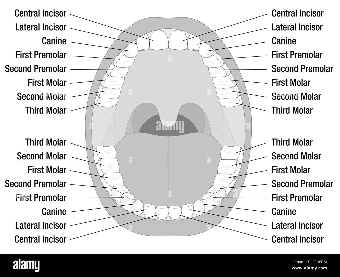 Teeth names of permanent teeth. Illustration on white background. Stock Photo