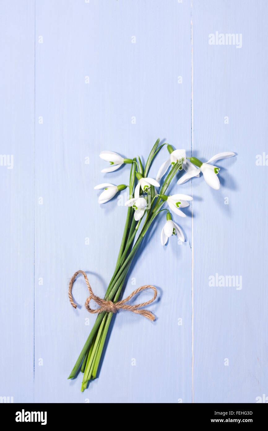 Galanthus nivalis. A bunch of snowdrops on a blue background. Stock Photo