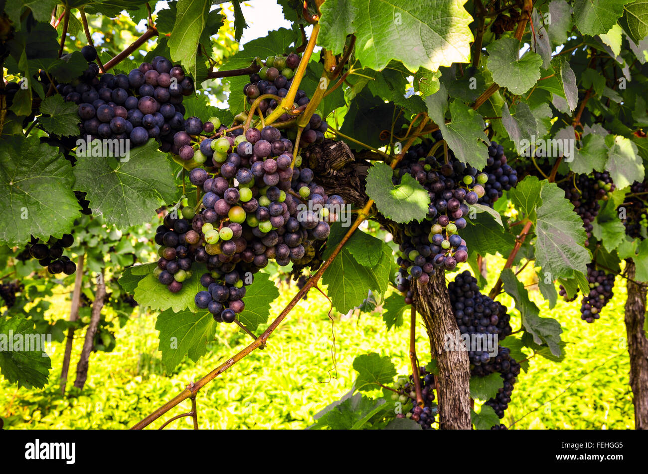 Red wine Grapes in the vineyard before harvest Stock Photo Alamy