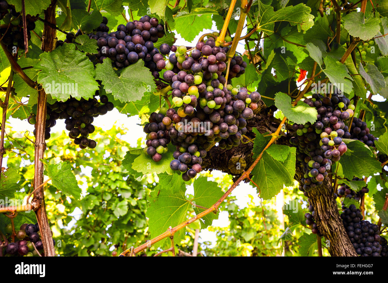 Red wine Grapes in the vineyard before harvest Stock Photo Alamy
