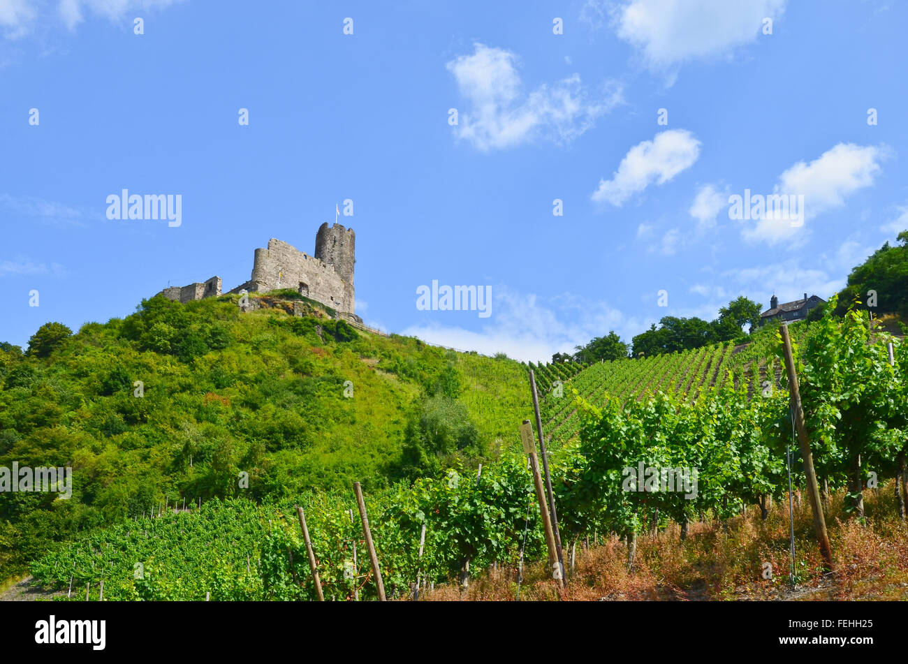 Moselle Valley Germany: View to vineyards and ruins of Landshut castle near Bernkastel-Kues, Europe Stock Photo