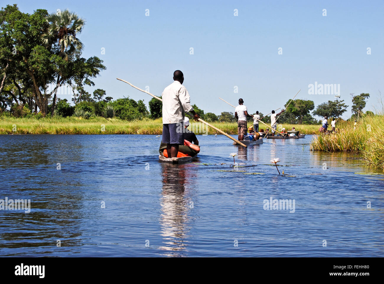 Botswana water lilies hires stock photography and images Alamy