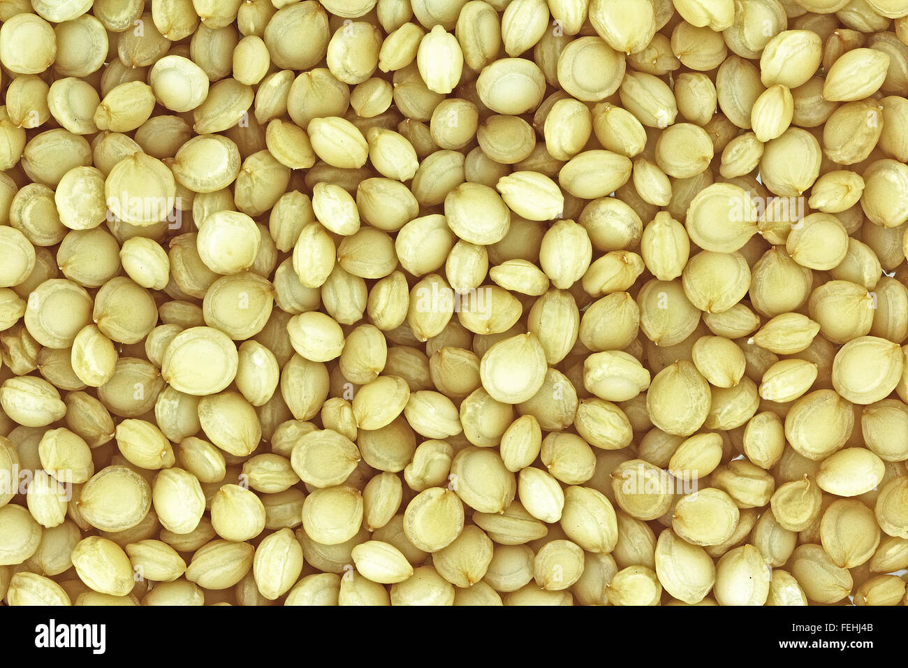 macro of quinoa seeds (Chenopodium quinoa Stock Photo Alamy