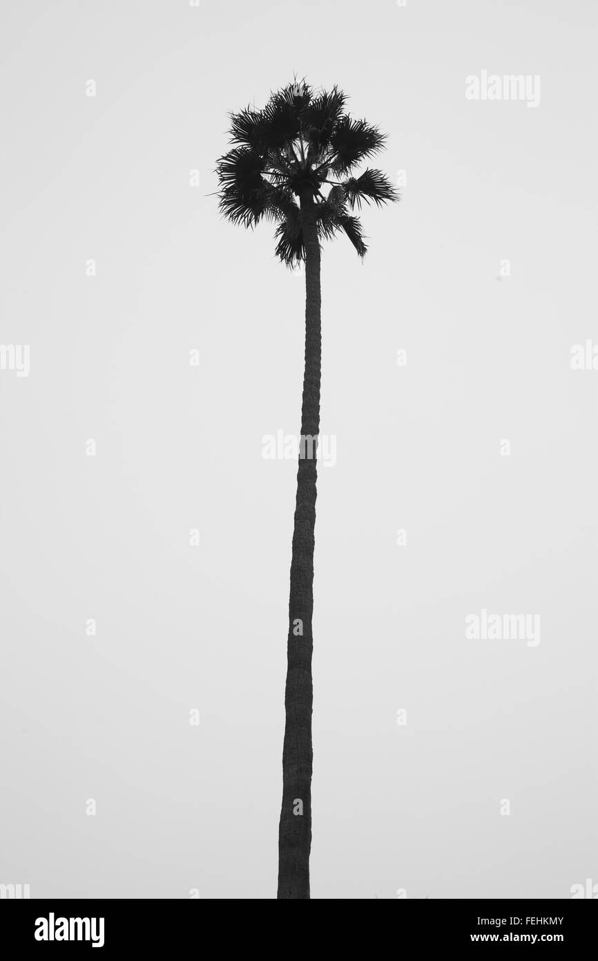 Silhouette of tall palm tree in Beverly Hills, LA. Stock Photo