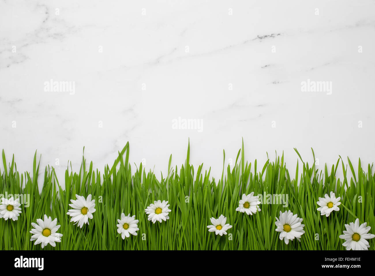 white daisy flowers in green grass on marble background Stock Photo