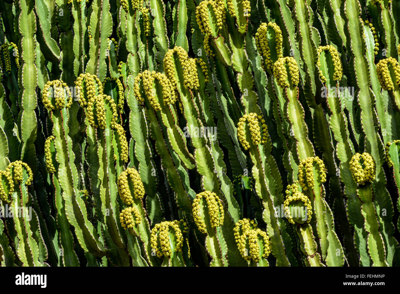 Close-up of Candelabrum spurge (Euphorbia candelabrum) cactus on Gran Canaria, Spain Stock Photo