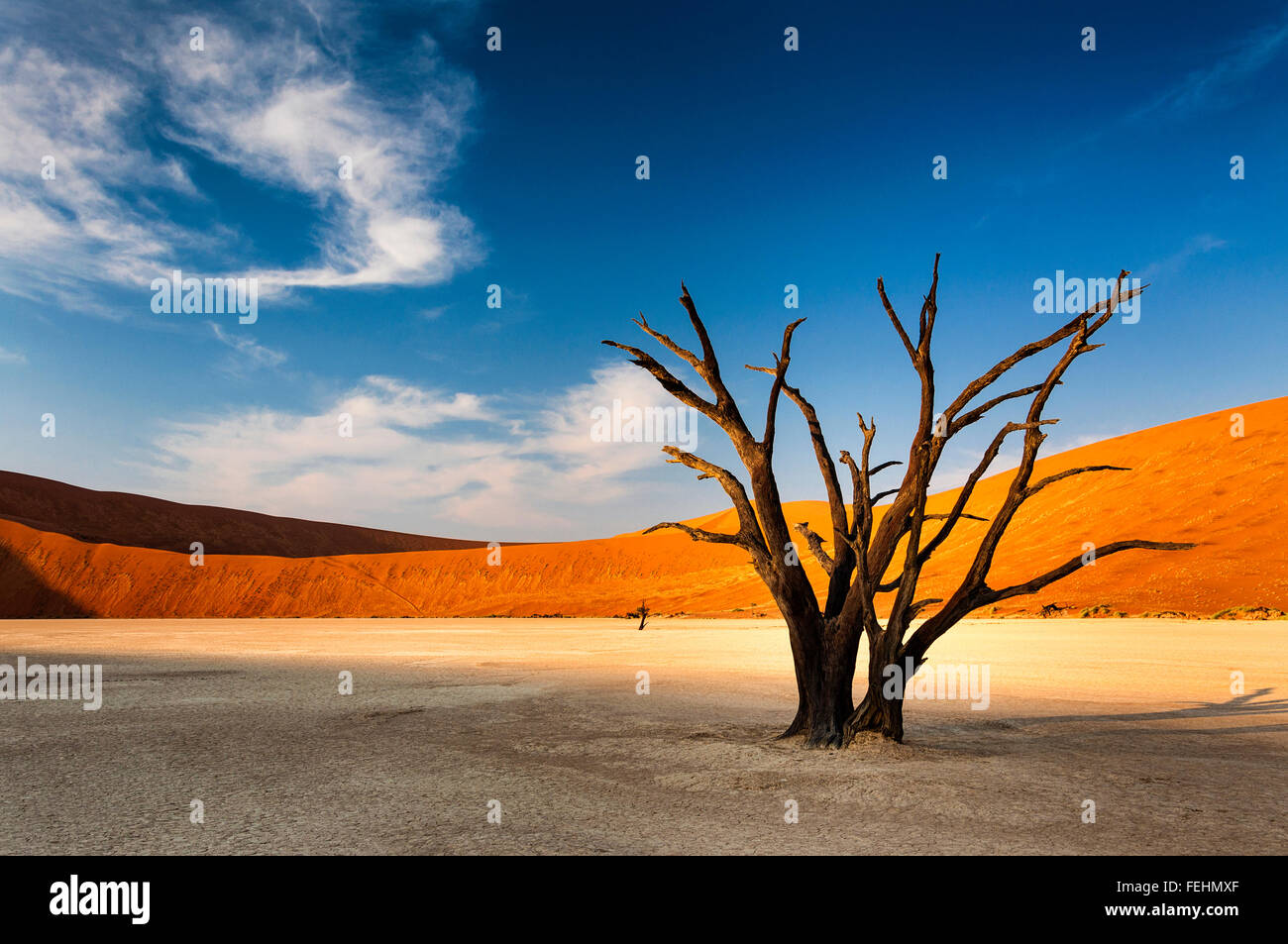 Dead tree in Sossusvlei, in the Namib Desert, Namibia Stock Photo