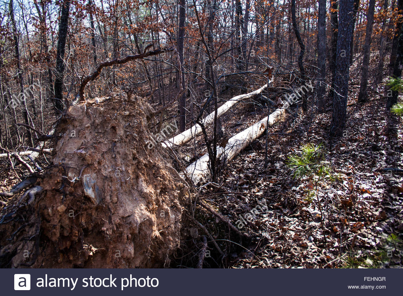 Tree Falling Down Stock Photos & Tree Falling Down Stock Images Alamy
