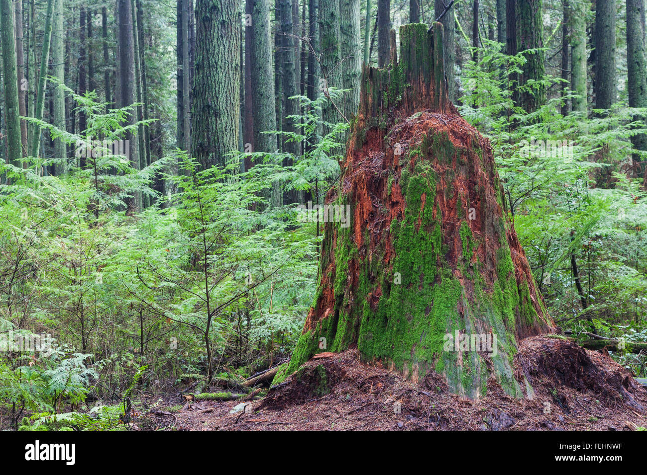 Decomposing fir tree stump in a temperate rain forest Stock Photo