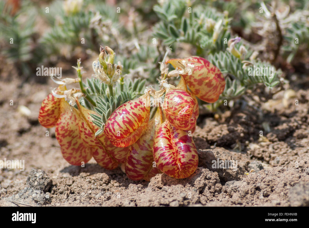 A closeup of the bulbous pods of the rare Spotted Milkvetch (Astragalus lentiginosus). Stock Photo