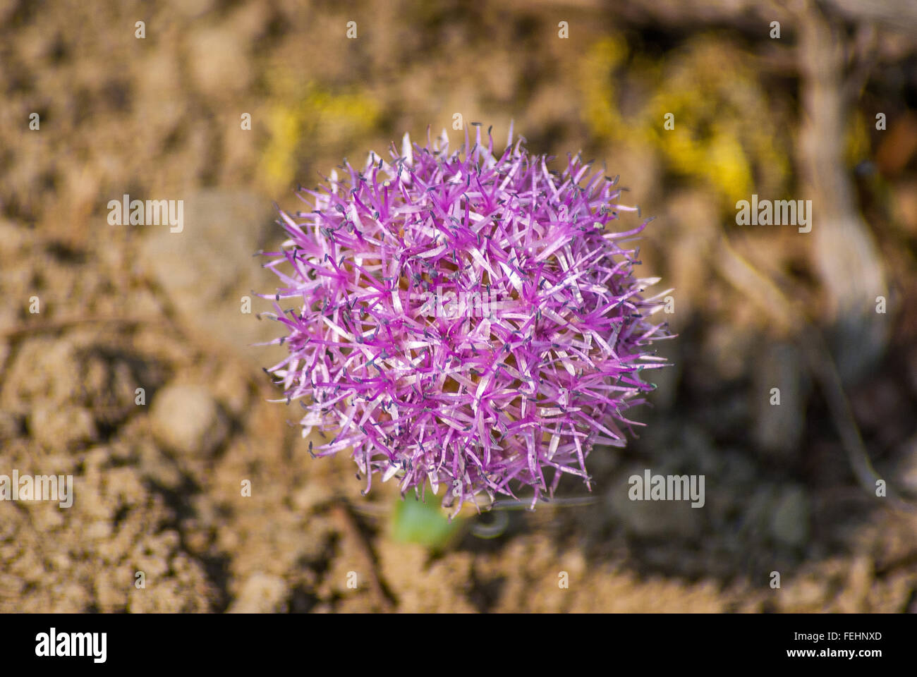 A spherical cluster of Coyote Mint (Monardella villosa) flowers. Stock Photo