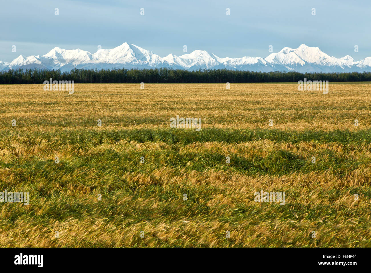 Maturing Albright 'six' row Spring Barley field, Alaska Range Stock