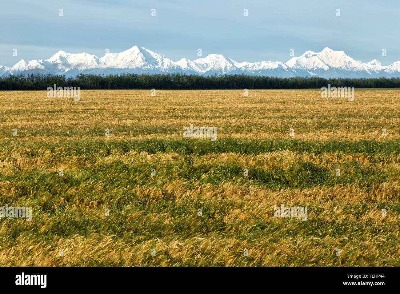 Maturing Albright 'six' row Spring Barley field, Alaska Range. Stock Photo