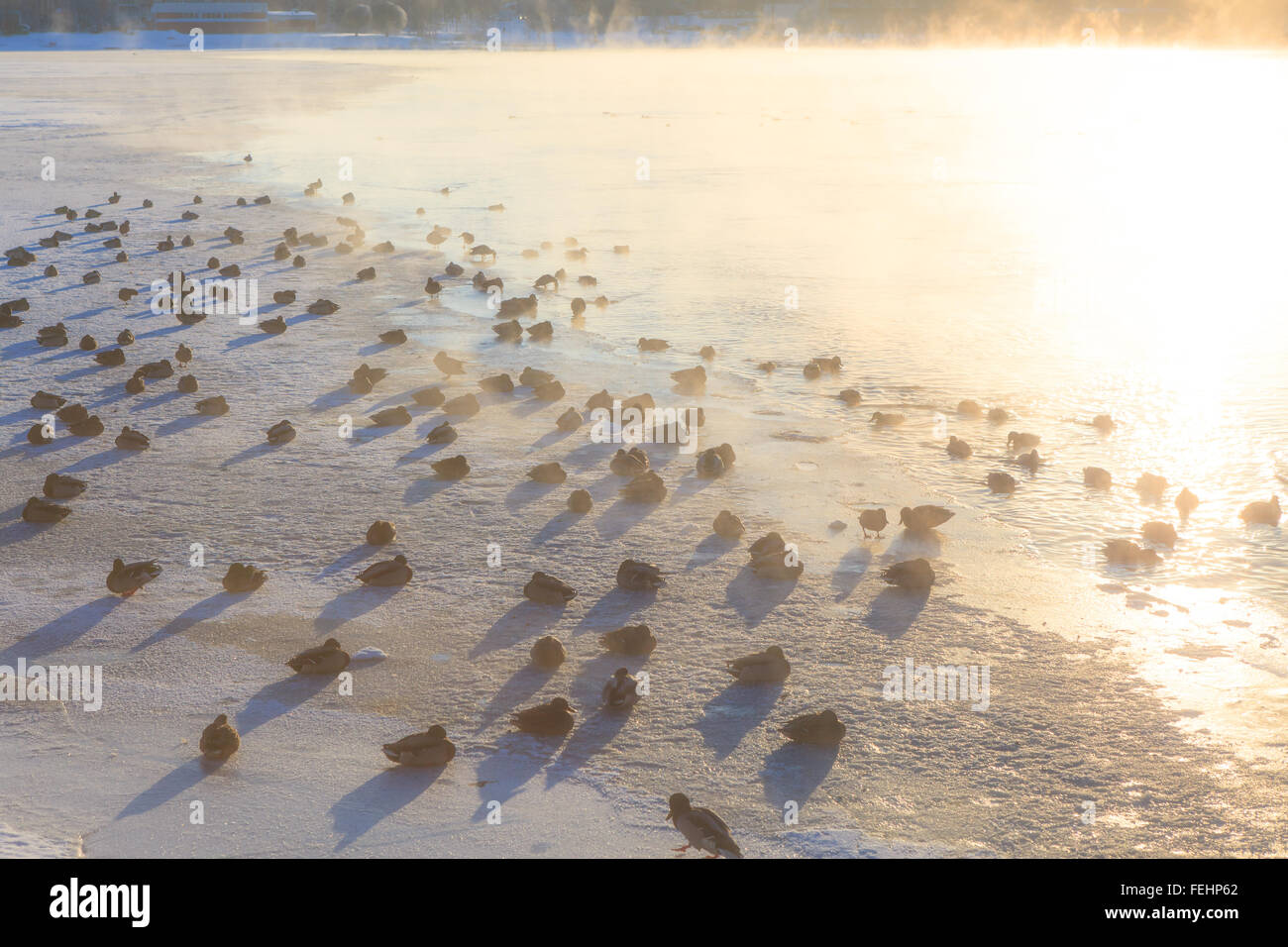 Ducks on ice freezing cold morning Stock Photo