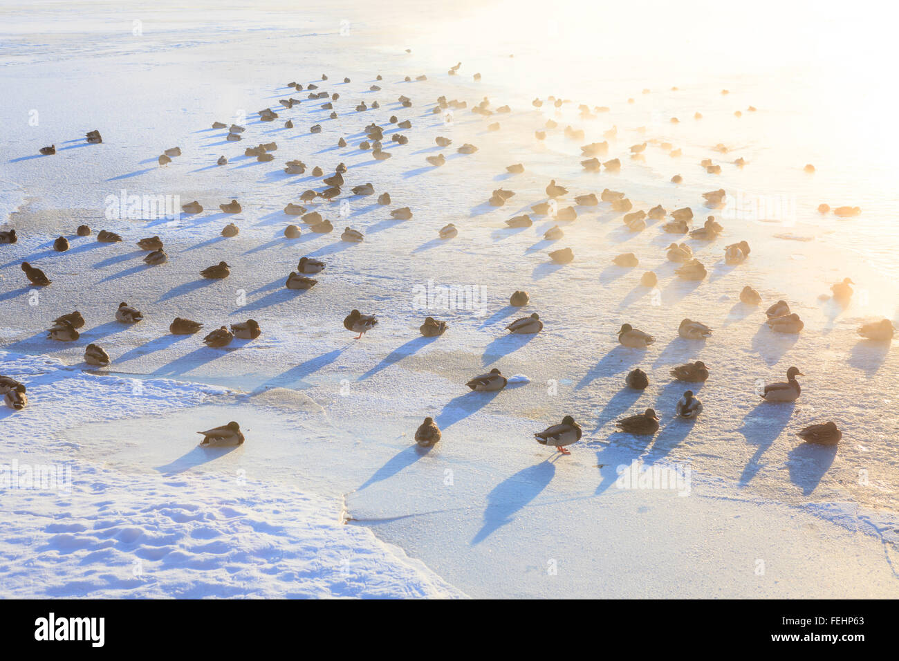 Ducks on ice freezing cold morning Stock Photo