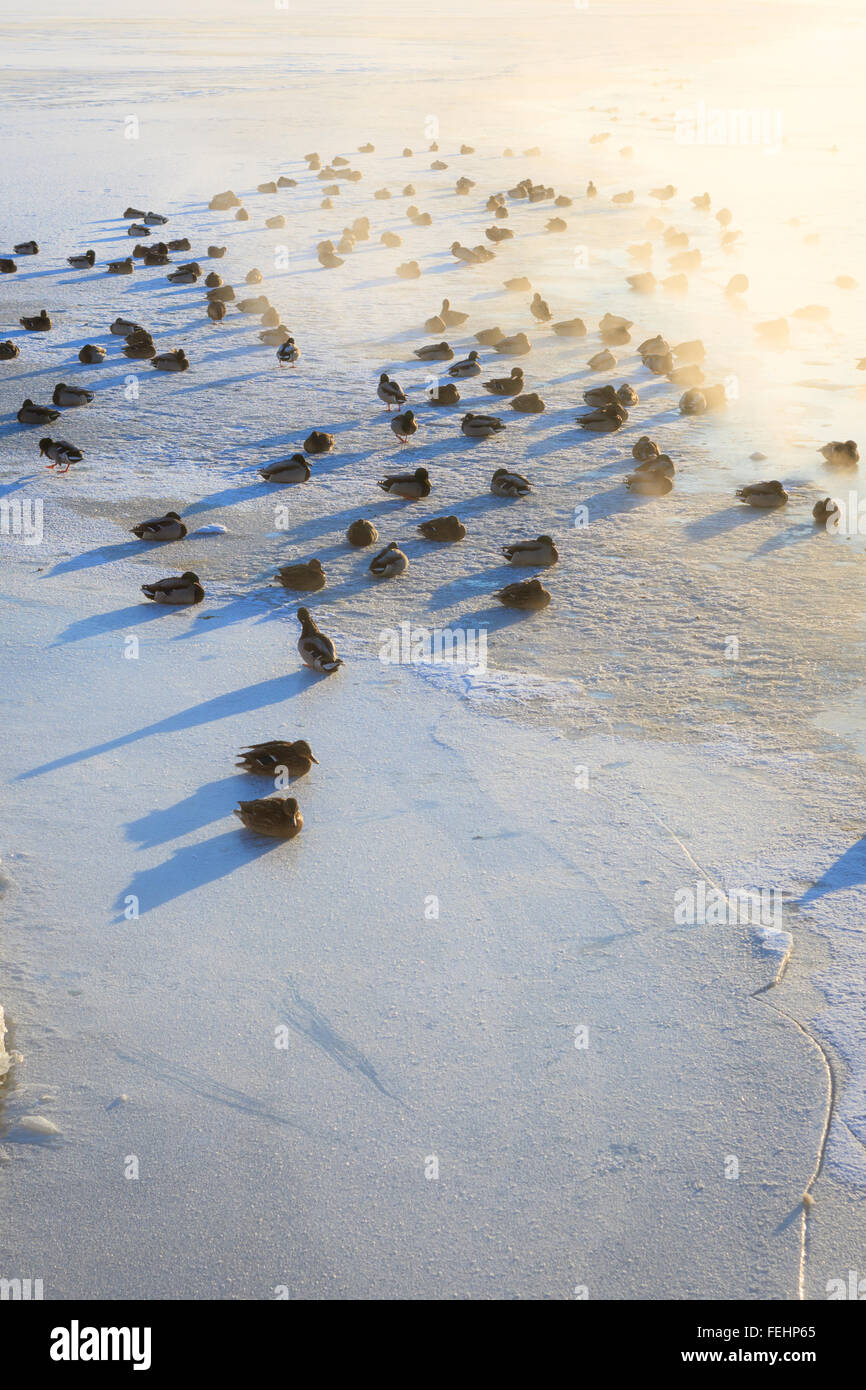 Ducks on ice freezing cold morning Stock Photo