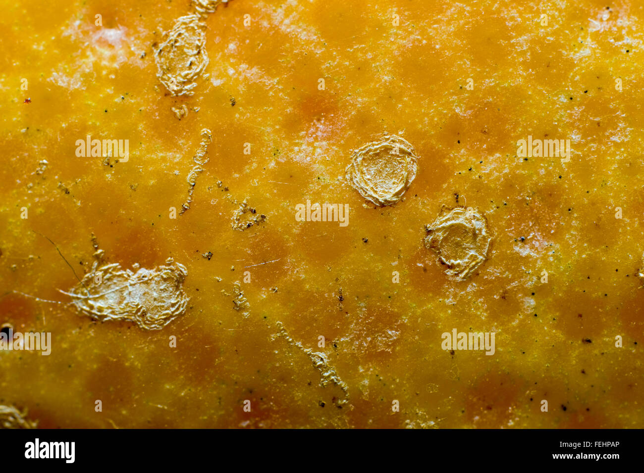 grapefruit peel close up Stock Photo - Alamy