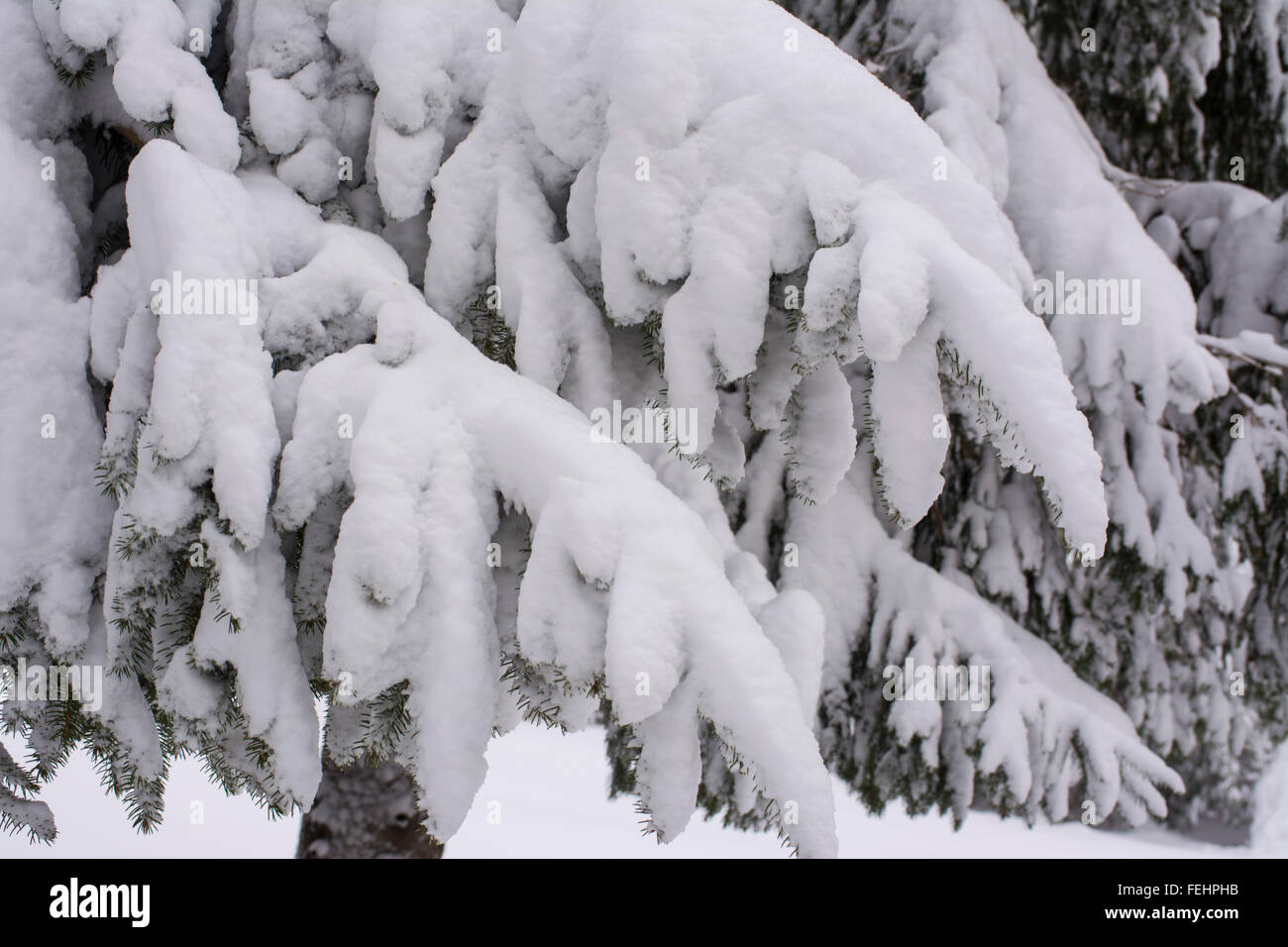 Tree branches covered in snow hi-res stock photography and images - Alamy