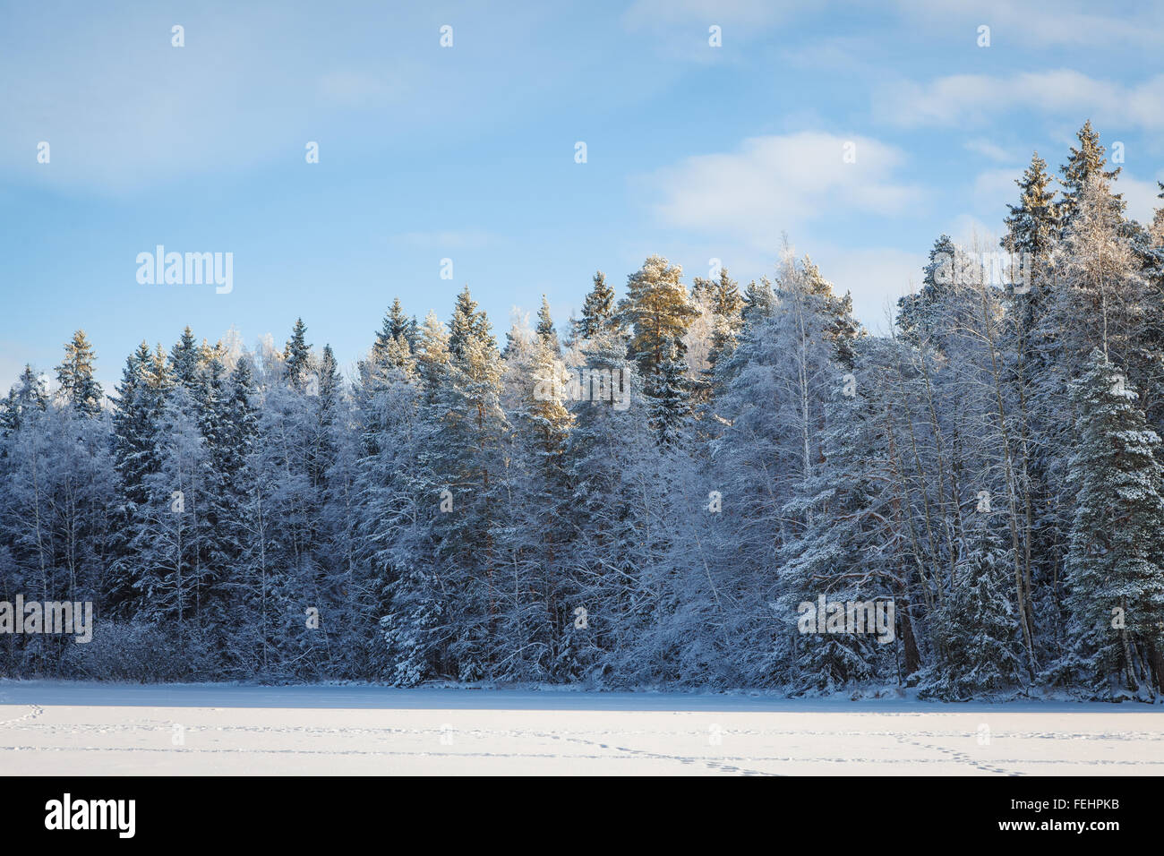 Frozen lake and snow covered forest Stock Photo - Alamy