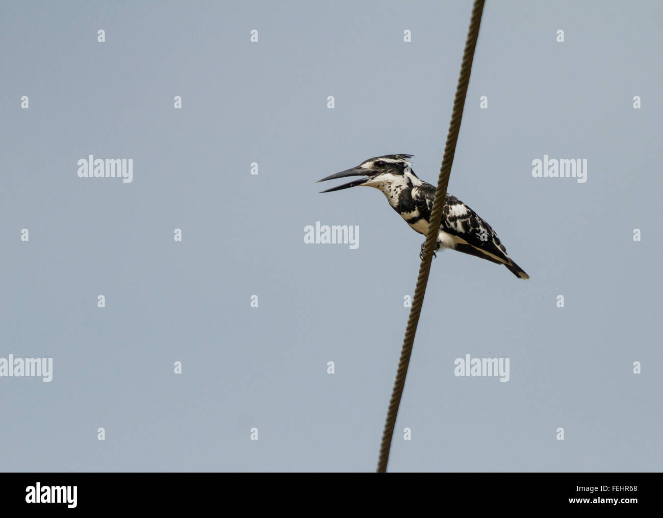 The pied kingfisher (Ceryle rudis) is a water kingfisher and is found widely distributed across Africa and Asia. Stock Photo