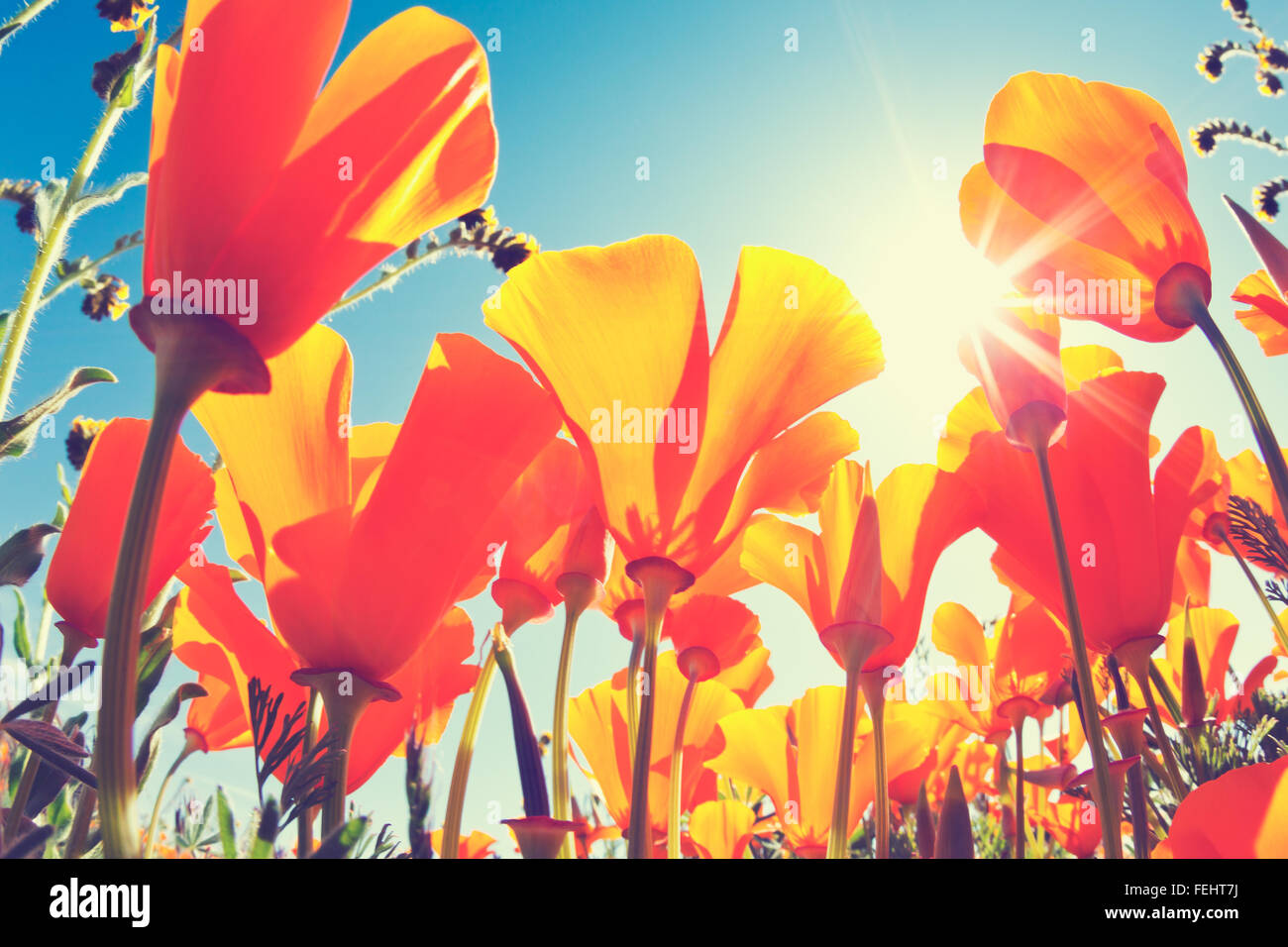 Beautiful Spring Flowers Stock Photo