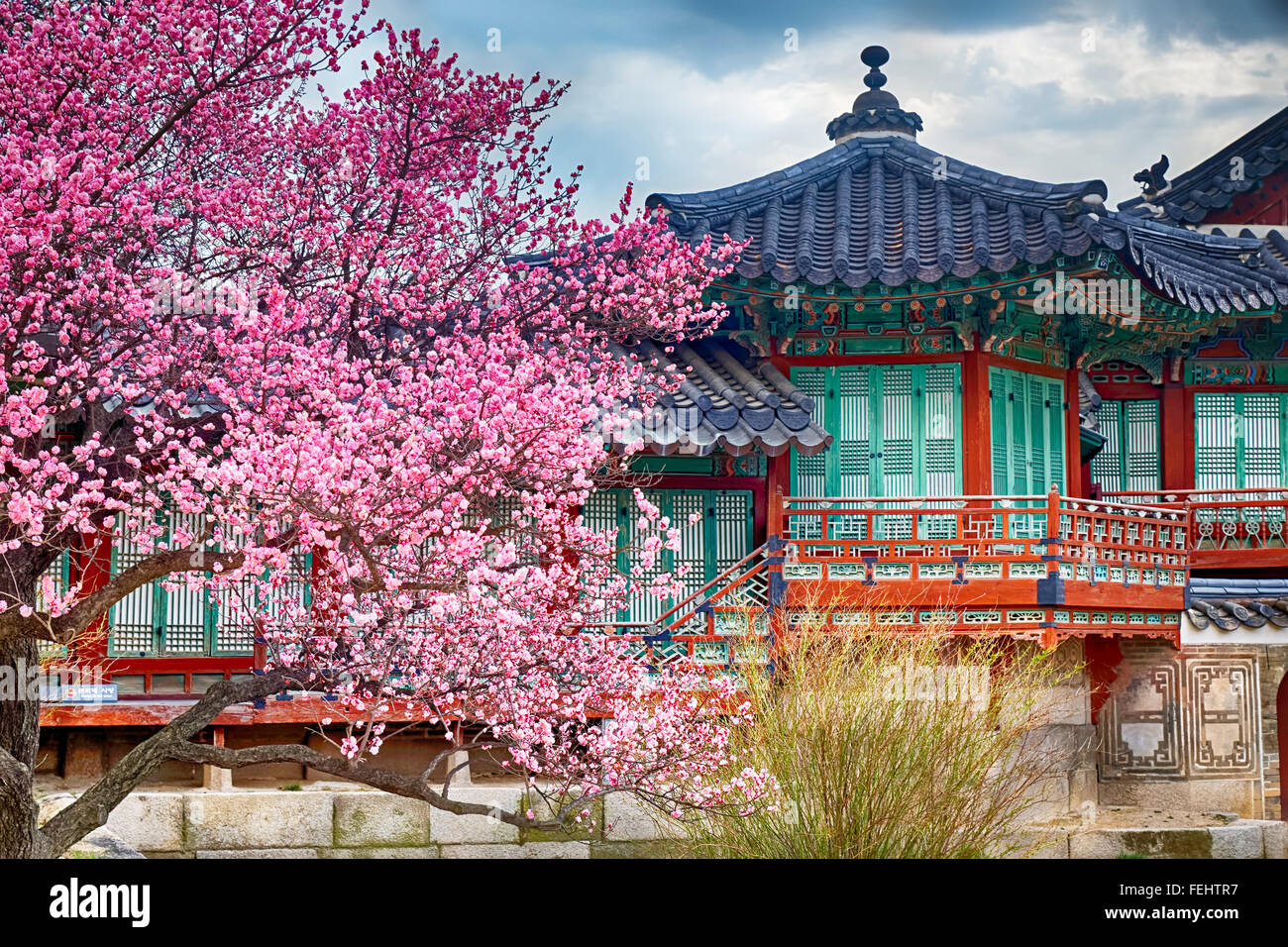 beautiful pink cherry blossom (Sakura) flower, and with vintage japan ...