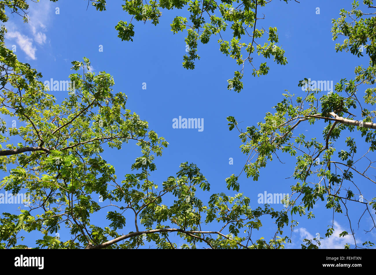 Beautiful high tree wide crown hi-res stock photography and images - Alamy