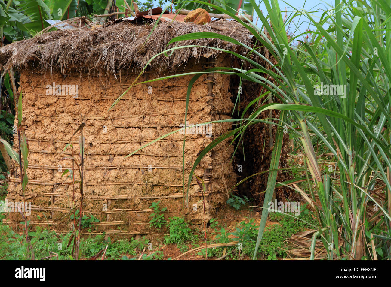 A small mud hut among tropical jungle grasses Stock Photo