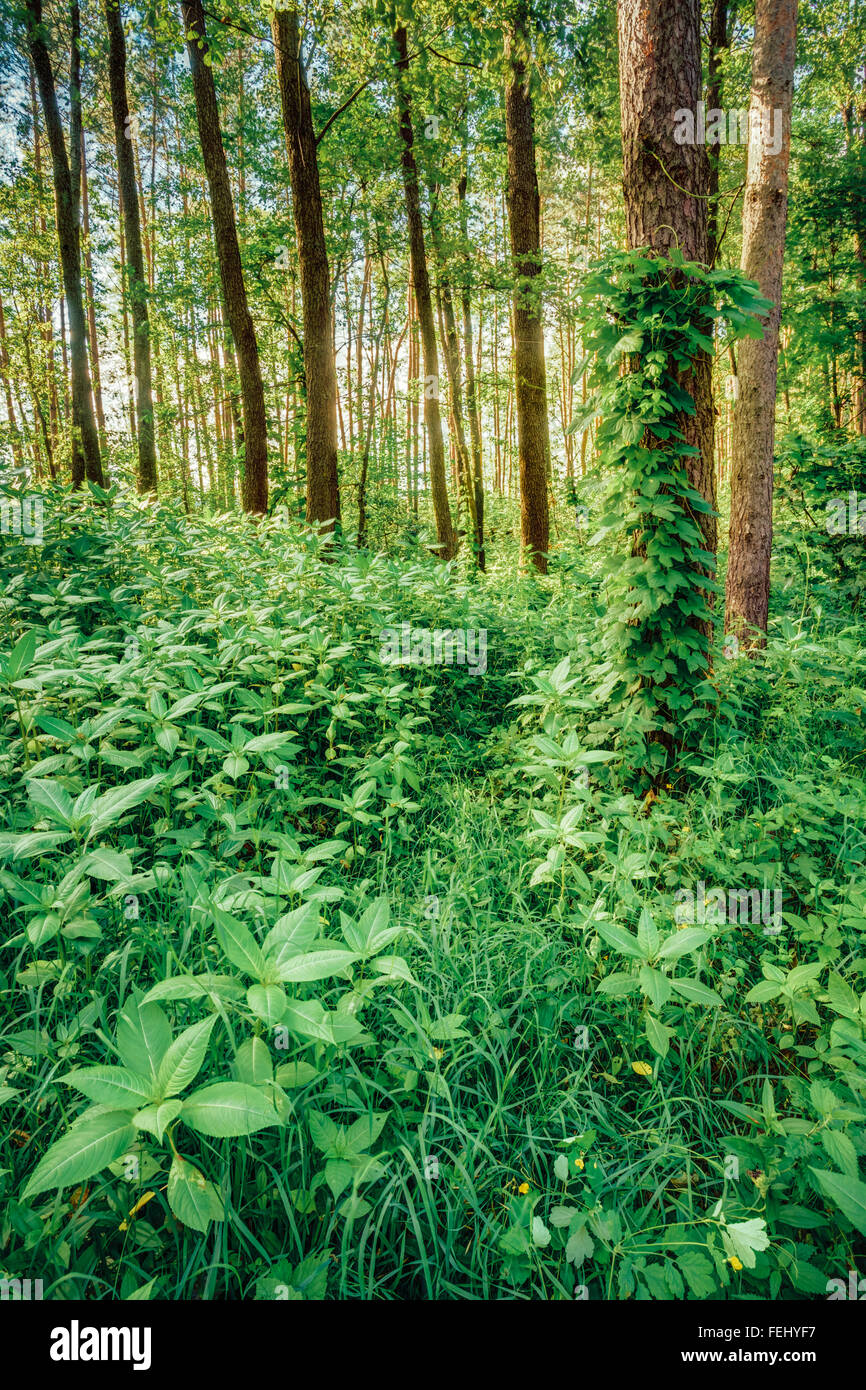 Dense mixed forest, view in summer Stock Photo Alamy
