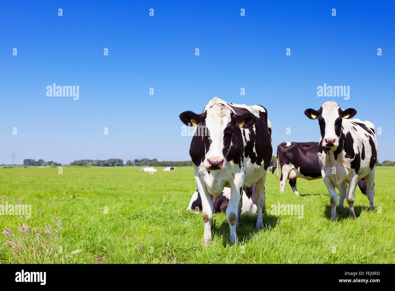 Black and white cows in a grassy field on a bright and sunny day in The ...
