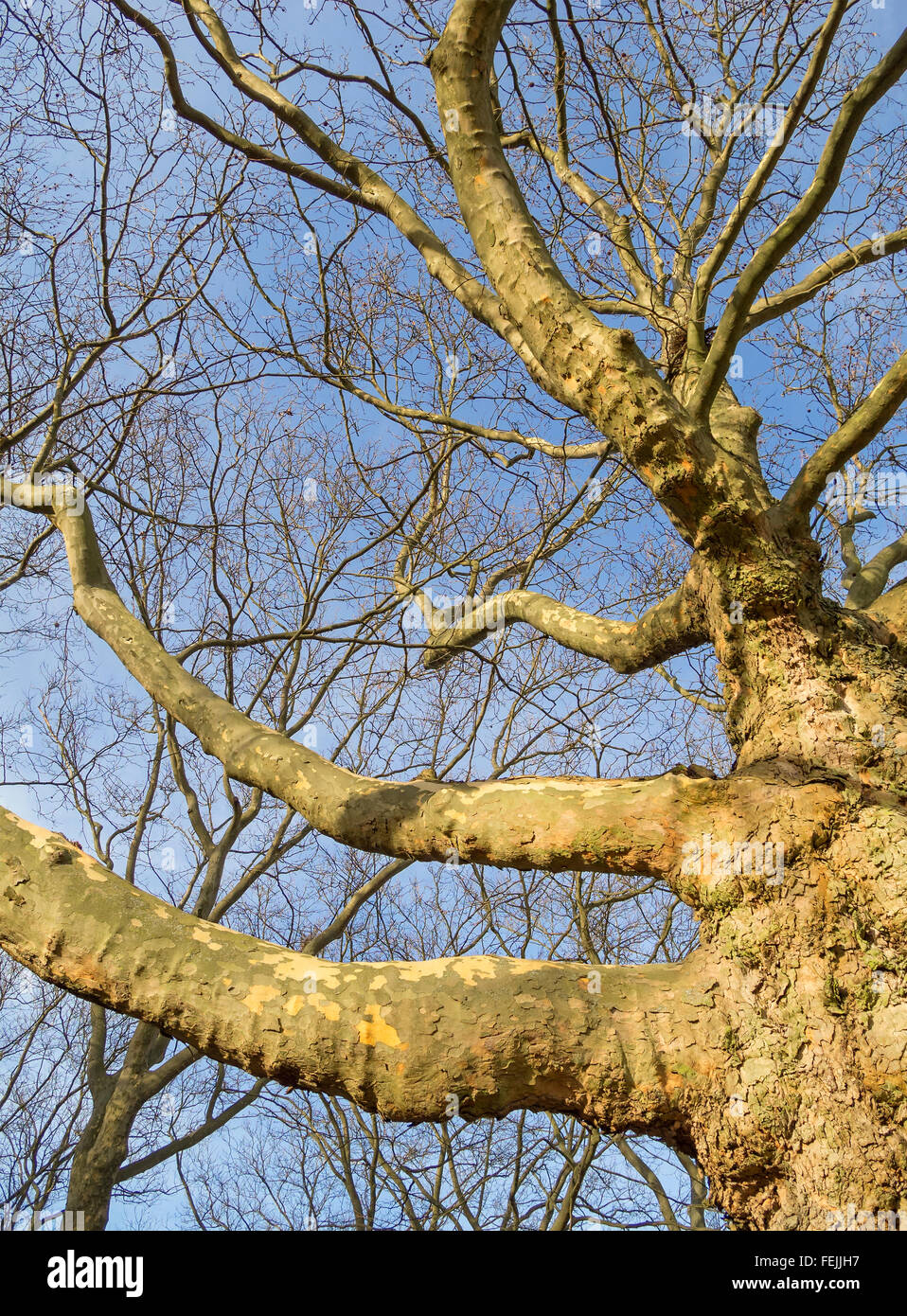 Leafless plane tree branches. Stock Photo