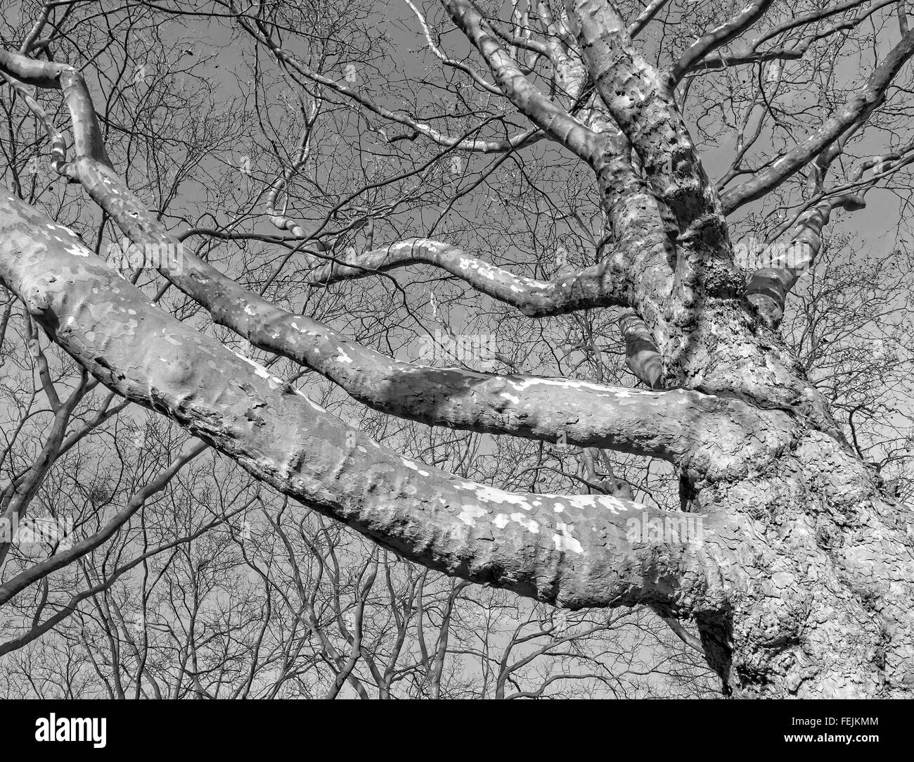 Black and white photo of leafless plane tree branches. Stock Photo