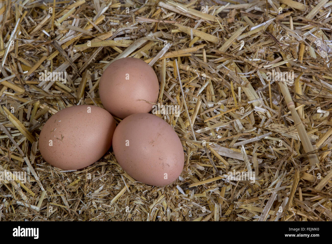village eggs natural organic on straw Stock Photo - Alamy