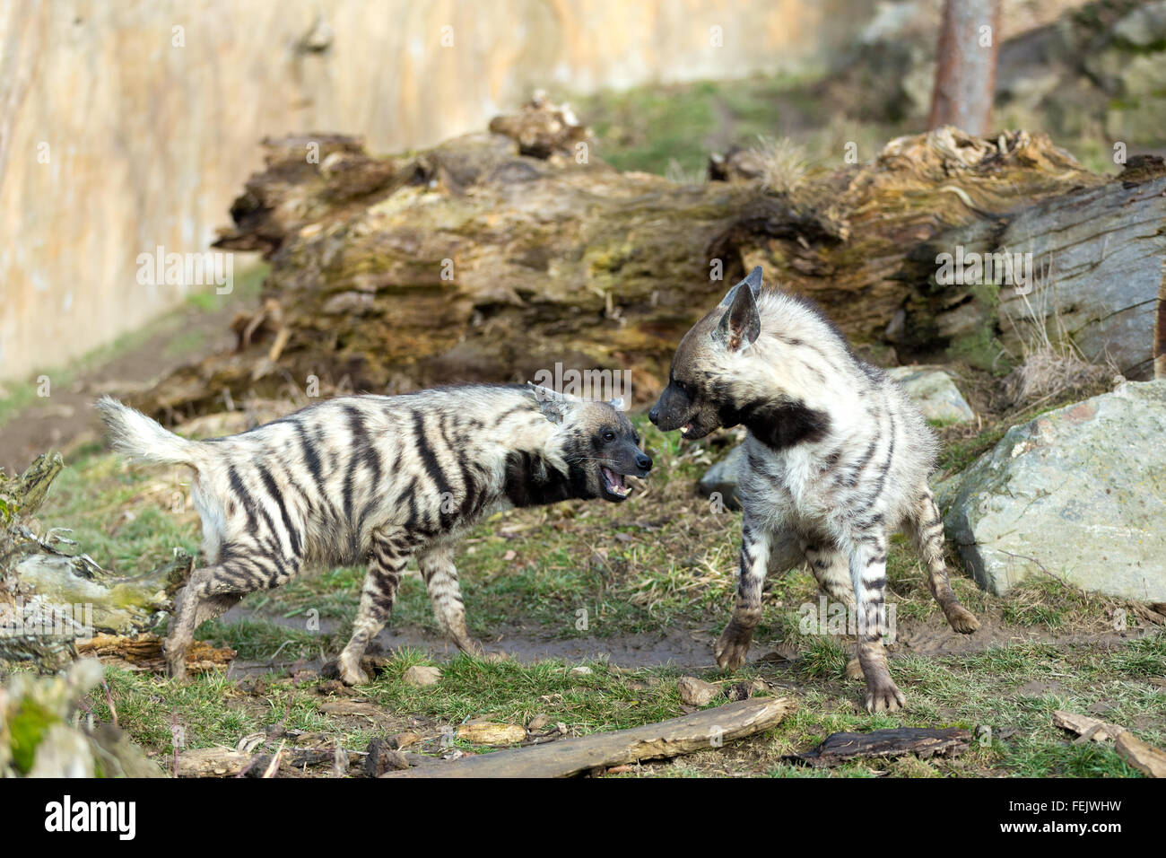 fighting two Striped hyena (Hyaena hyaena), showing their teeth Stock Photo  - Alamy