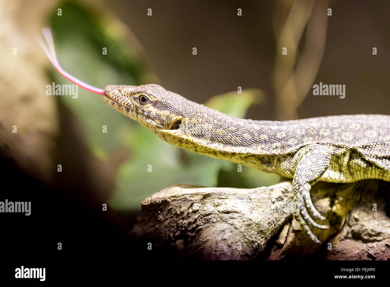 small lizzard varanus timorensis showing his long tongue Stock Photo