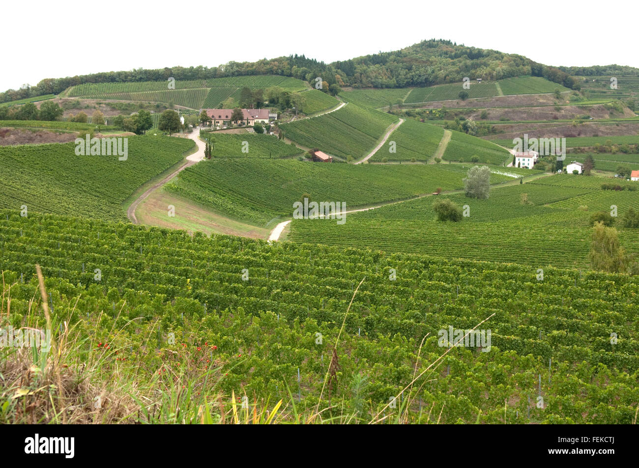 Weinterrassen Blankenhornsberg, Kaiserstuhl Stock Photo